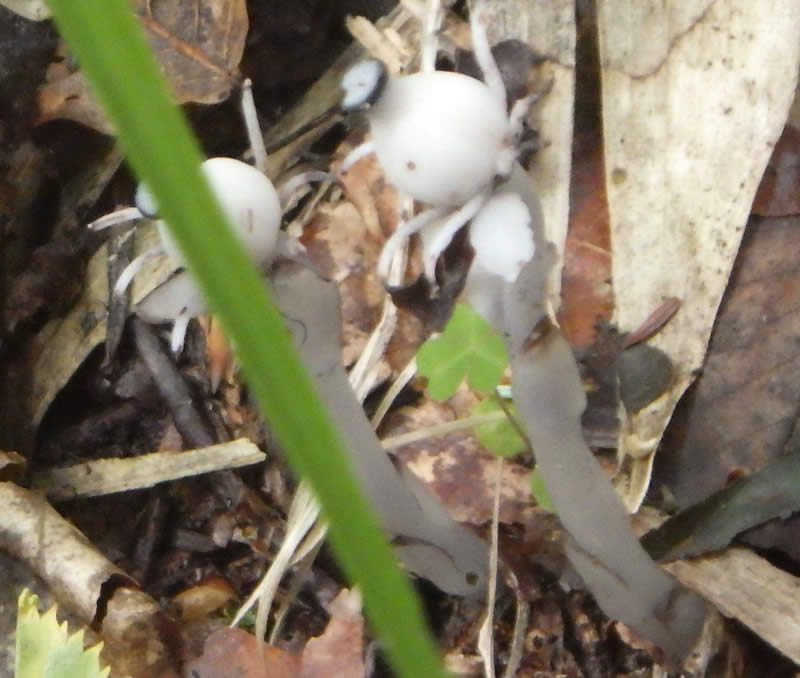 ギンリョウソウ種子