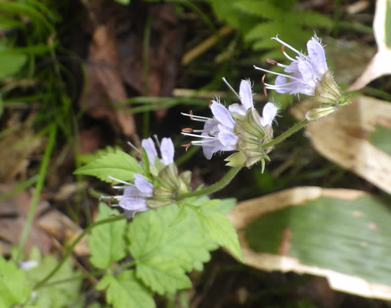 ケナツノタムラソウ
