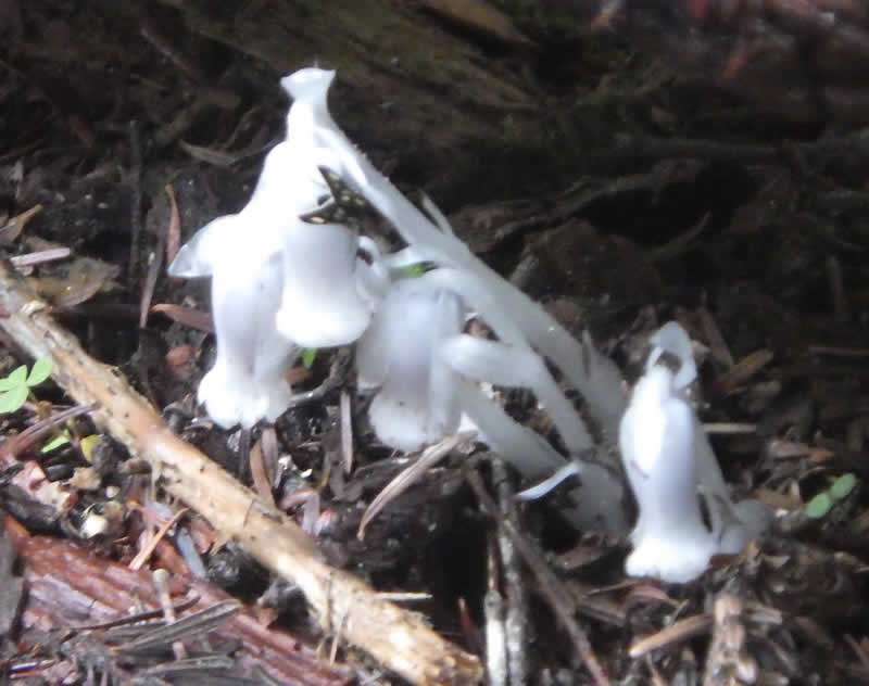 ギンリョウソウの花