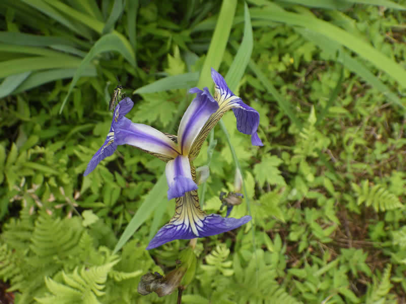 ヒオウギアヤメ堂