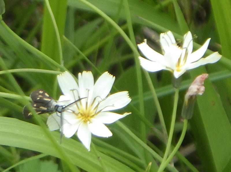 シロバナニガナ