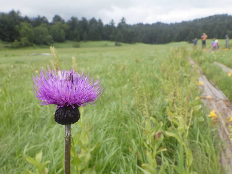 大江湿原のノアザミ