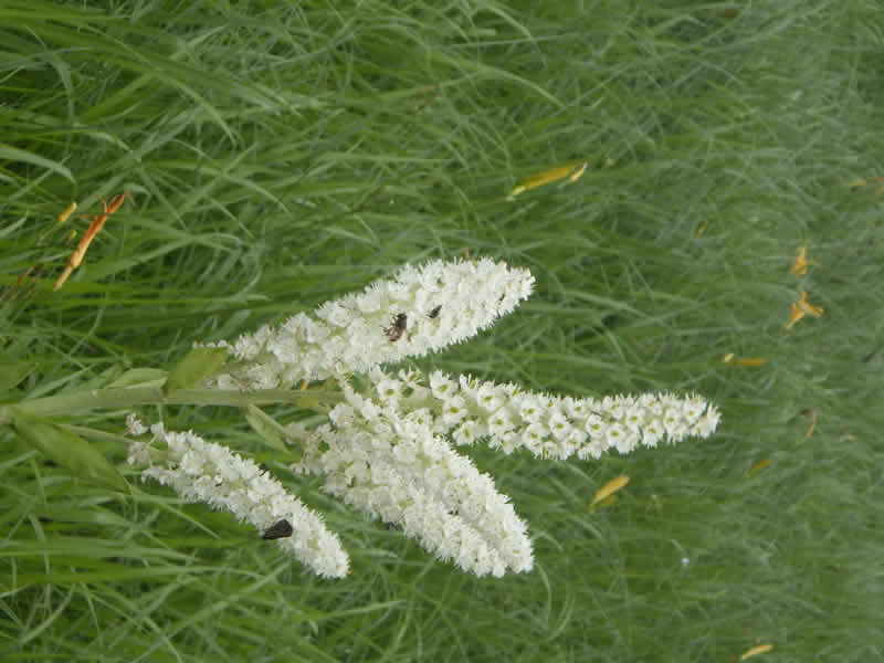 コバイケイソウ