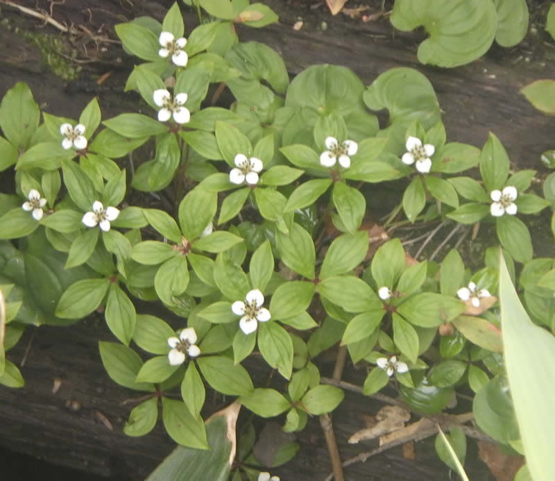 ゴゼンタチバナ
