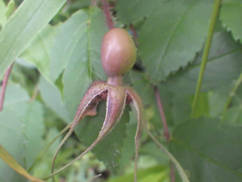 タカネバラの果実