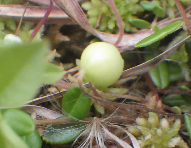 ツルコケモモの果実