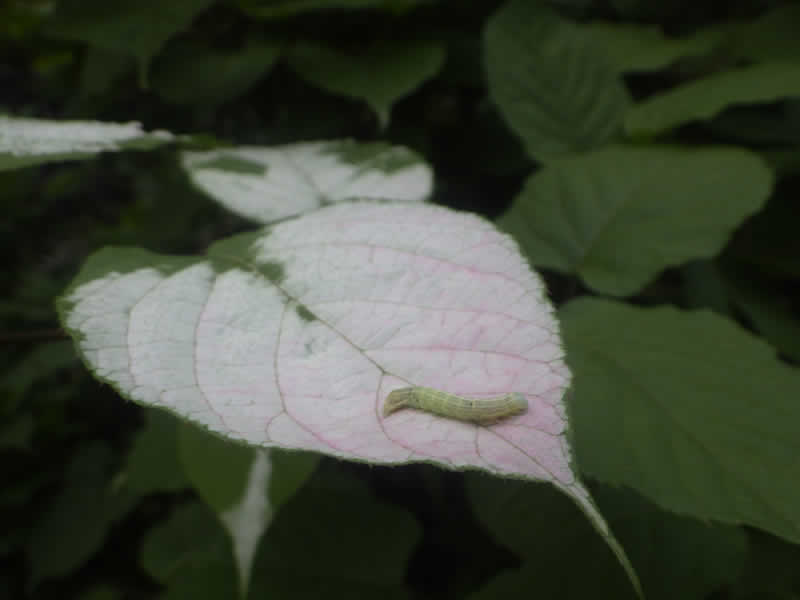 ミヤママタタビ