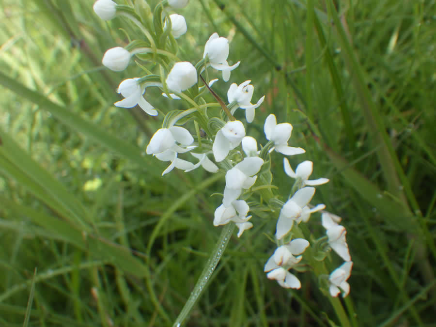 ミズチドリの花
