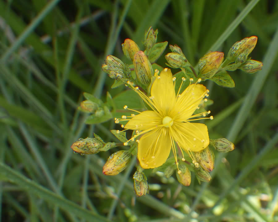 オトギリソウの花