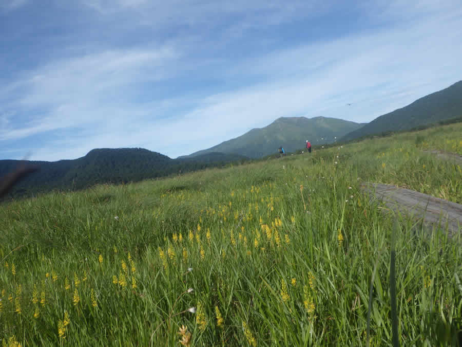 尾瀬ヶ原のキンコウカ