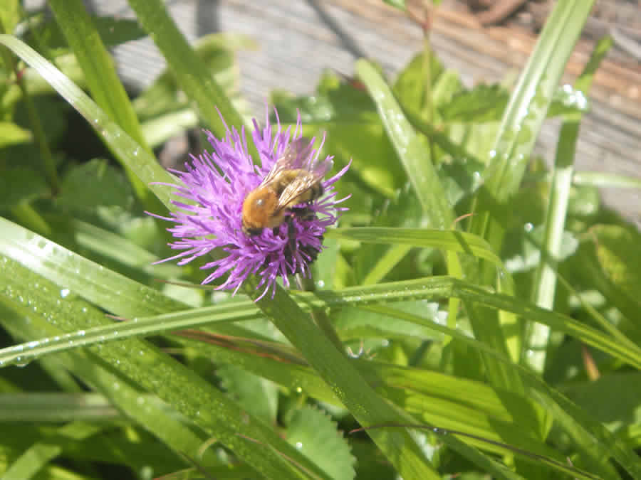 ノアザミとマルハナバチ