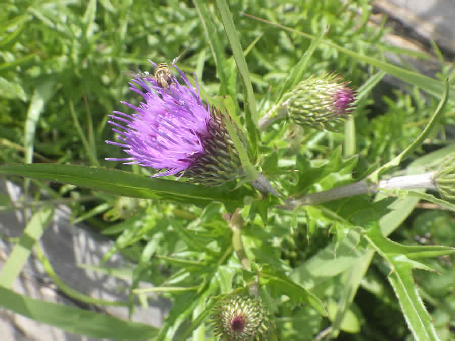 オゼヌマアザミ