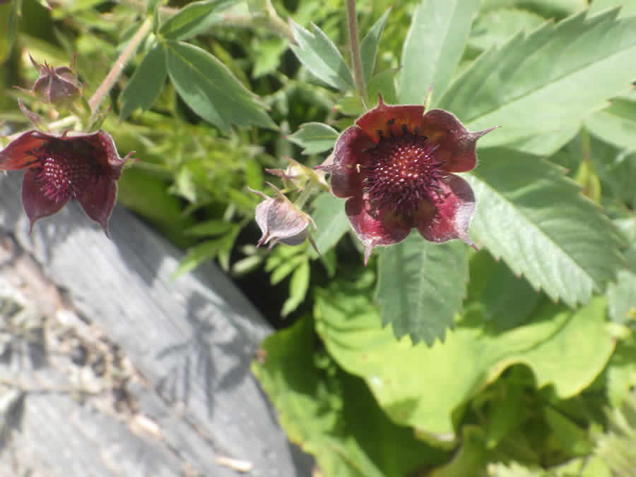 クロバナロウゲ