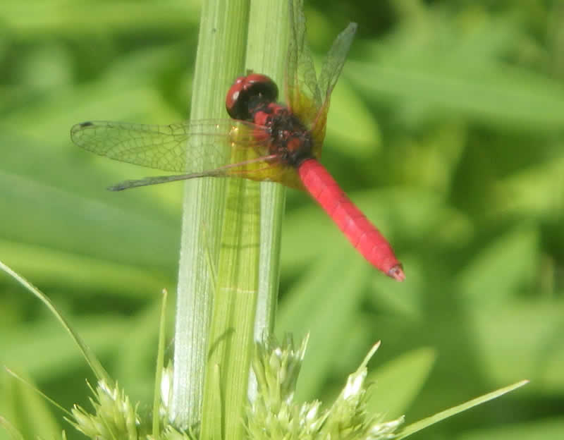 ハッチョウトンボ