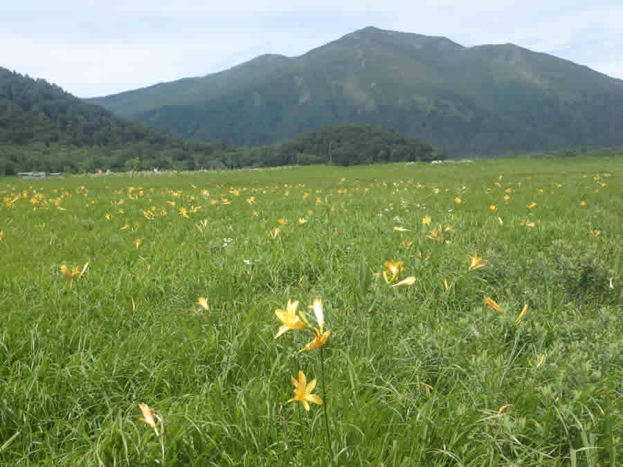 ニッコウキスゲ