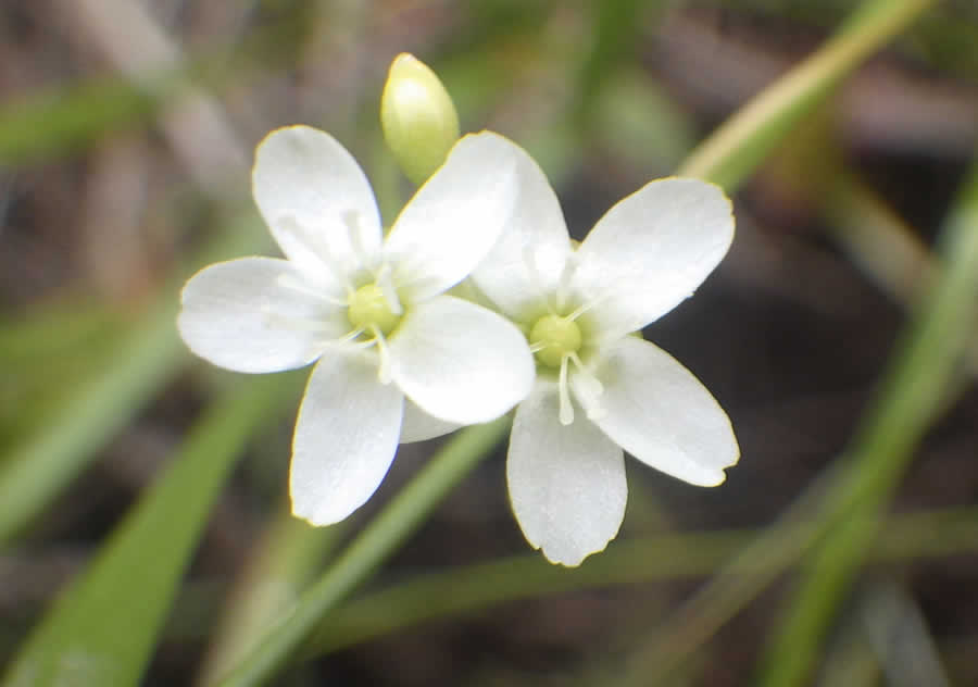 モウセンゴケの花
