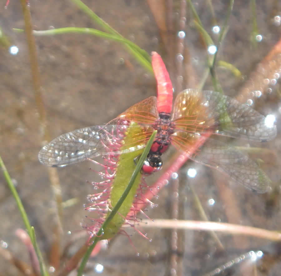 モウセンゴケとハッチョウトンボ