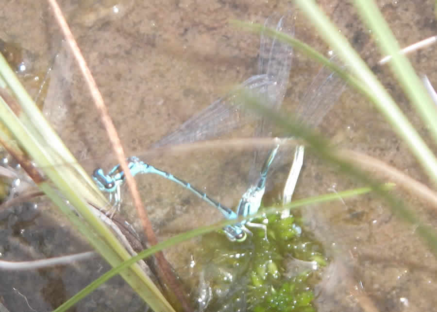 イトトンボの交尾