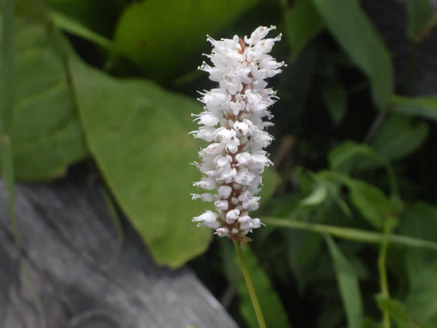 イブキトラノオの花
