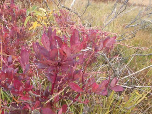 レンゲツツジの紅葉